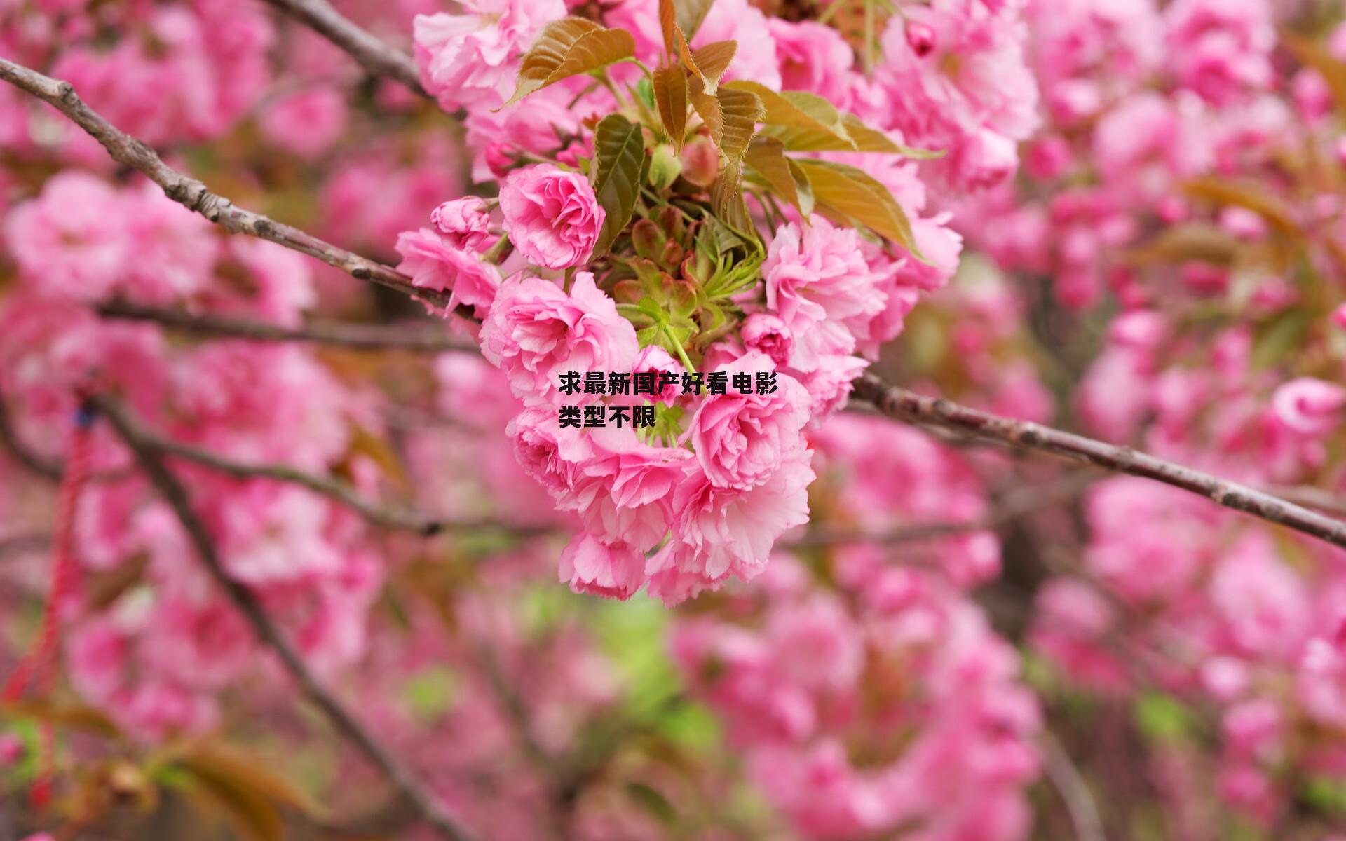 求最新国产好看电影 类型不限