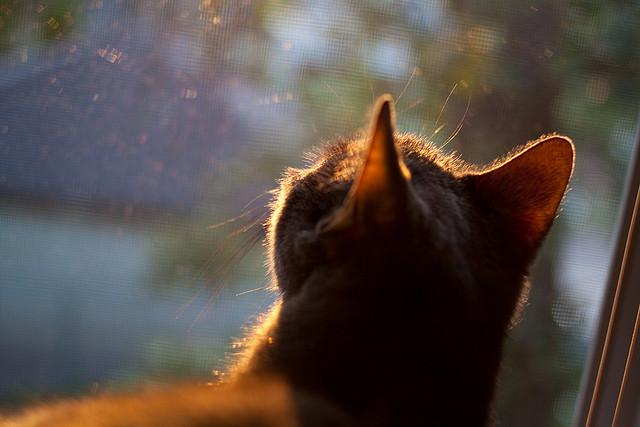 主语 will home 陈述句 动词原形 I week 英语问题 go next will